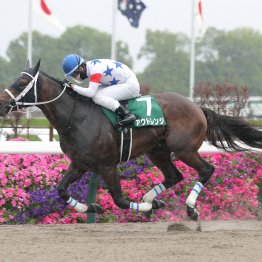 カムニャックの血のドラマの話は他に任せて、雨馬場のオークスで気になった血と平安Ｓを勝った希少な種牡馬の話をしよう