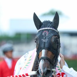 カムニャックの血のドラマの話は他に任せて、雨馬場のオークスで気になった血と平安Ｓを勝った希少な種牡馬の話をしよう