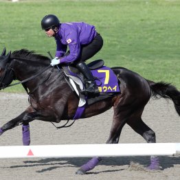 【日本ダービー】調教マル得チェック①