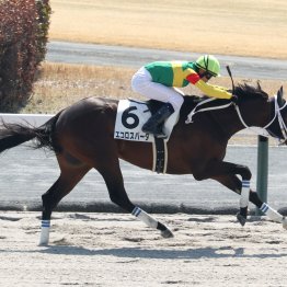 【鳳雛Ｓ】難読レース！？ カテゴリー活躍馬を多く輩出する大久保厩舎が送るエコロスパーダ