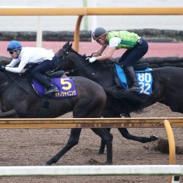 【日本ダービー】１５年連続３６度目のダービーにサトノシャイニングで挑む武豊に聞く