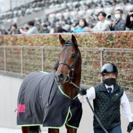 【大谷の土曜競馬コラム・アハルテケＳ】