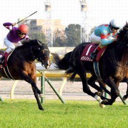 【橘の土曜競馬コラム・アハルテケＳ】