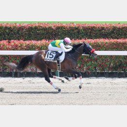 前走は完勝