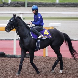 【日本ダービー】出走全馬の特選情報