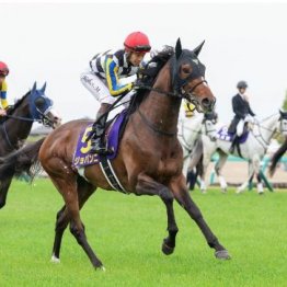 【市川の日曜競馬コラム・日本ダービー】