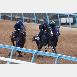 ダービー出走馬とハートドレ(右)