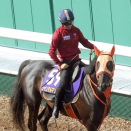 【安田記念】ジャンタルマンタル、ＮＨＫマイルＣ勝ちの舞台で反撃だ