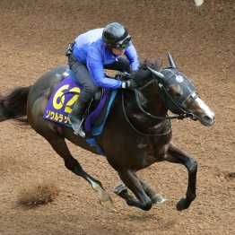【安田記念】調教マル得チェック①