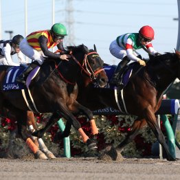 【２０２５年にデビューする新種牡馬紹介】②クリソベリル　デビューから６連勝でＧⅠ制覇