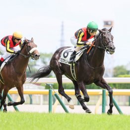 今週から２歳新馬がスタート　特に注目はＧⅠ馬が多く出ている１、２週目の東京芝千六、千八
