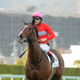 【藤岡の土曜競馬コラム・垂水Ｓ】