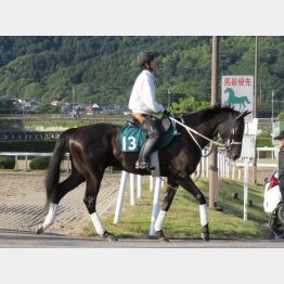 張り、ツヤ良好の好馬体