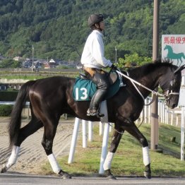 【勝羽の土曜競馬コラム・阪神５Ｒ】