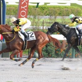【飯島の土曜競馬コラム・麦秋Ｓ】