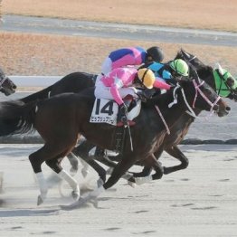 【橘の土曜競馬コラム・麦秋Ｓ】