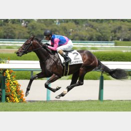 藤岡記者も古馬を猛プッシュ