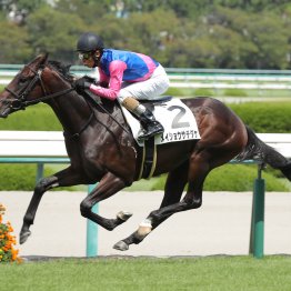 【レスキュー隊の日曜競馬コラム・阪神12Ｒ】