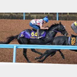 今週の追い切りは横山武が騎乗