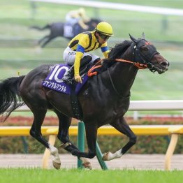 【安田記念】ジャンタルマンタルが３年連続でマイルGⅠ制覇