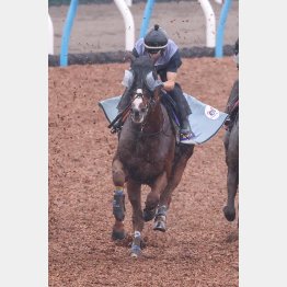 美浦ではアーバンシックが活気十分