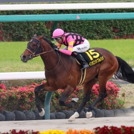 【函館スプリントＳ】異色の挑戦　初芝インビンシブルパパ重賞奪取の可能性は