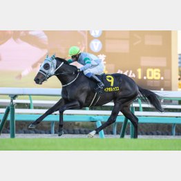 先行力が生きるキンシャサ産駒