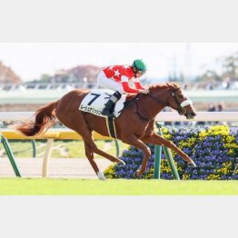 昨秋の東京で新馬勝ち