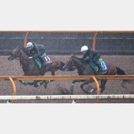 馬体の張りも申し分ない