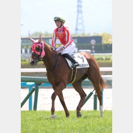 亀井はアメリカンマーチで勝負