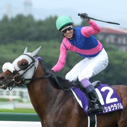 ゴルシ産駒が初出走で宝塚記念親子制覇を達成。洋芝函館ではスピード型のミスプロ系が躍動