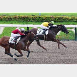 前走は優秀な勝ちっぷり