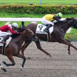 【関東オークス】メモリアカフェ３連勝で重賞取り