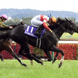 【２０２５年にデビューする新種牡馬紹介】⑥ダノンキングリー　ディープインパクト×ストームキャットの王道配合