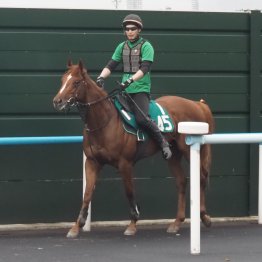【日曜函館５Ｒ・２歳新馬】クワイエットアイに脈々と流れるコース巧者の血