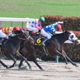 【大谷の土曜競馬コラム・スレイプニルＳ】