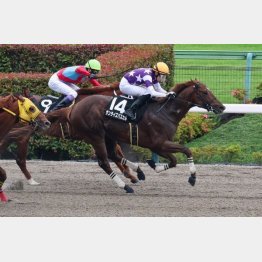 前走は単勝5980円