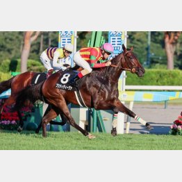 昨夏のダリア賞を快勝