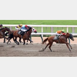 丹沢Sはここから千切って5馬身差の圧勝