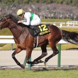 【市川の日曜競馬コラム・しらさぎＳ】