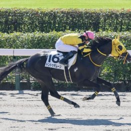 【飯島の日曜競馬コラム・東京12Ｒ】