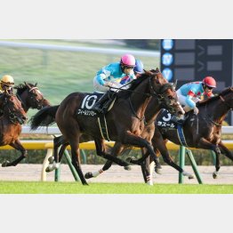 今週のドリーム馬券はこの馬だ!