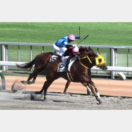 先週の勝ち馬を推奨した飯島記者が今週も自信アリ