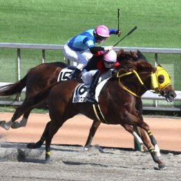 【レスキュー隊の日曜競馬コラム・東京12Ｒ】