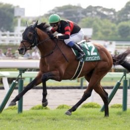 【函館記念】サマー２０００シリーズ初戦で実績馬と上がり馬が激突