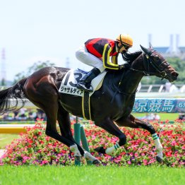 東京オーラスに優秀な未勝利戦が３鞍も
