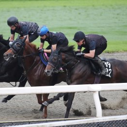 【ラジオＮＩＫＫＥＩ賞】栗東ではセンツブラッドが順調な仕上がり