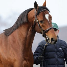 【２０２５年にデビューする新種牡馬紹介】⑦ミスチヴィアスアレックス　米リーディングサイヤー・イントゥミスチーフ後継馬として日本初併用