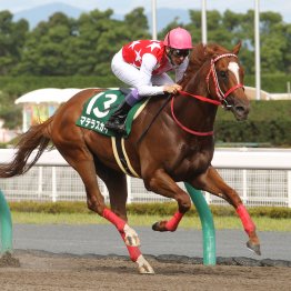 【２０２５年にデビューする新種牡馬紹介】⑧マテラスカイ　重賞２勝はともに日本レコードのダートの快速馬