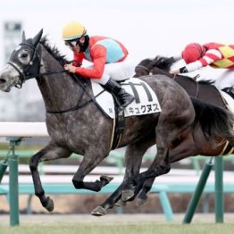 【市川の土曜競馬コラム・青函Ｓ】